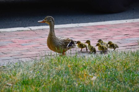 Una familia de patos sigue al líder en Peddlers Village cerca de New Hope Pennsylvania.