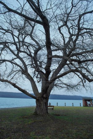 Ein majestätischer kahler Baum am Lake Cayuga im Taughannock Falls State Park im Bundesstaat New York.