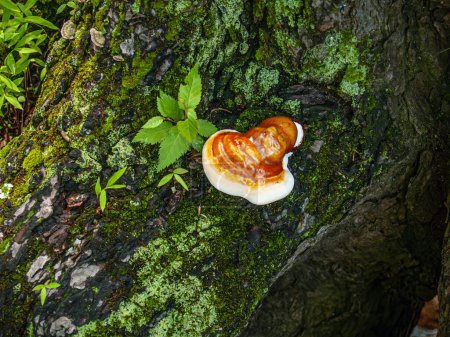 El estante de barniz Hemlock, un hongo poliporoso en un tocón de árbol en Warren Couty, Nueva Jersey.