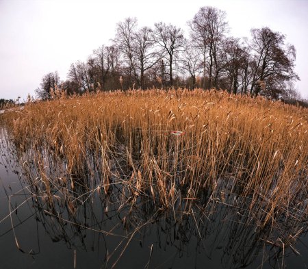 Cañas secas en primavera en el lago con vida bouy