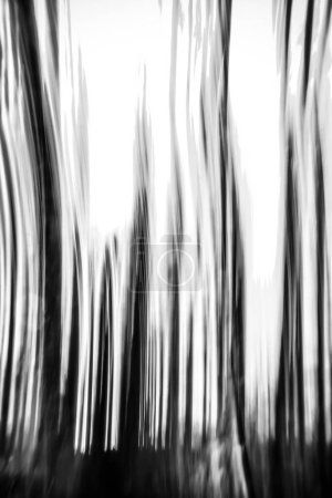 Troncos de árbol abstractos en movimiento borroso en blanco y negro