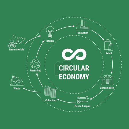 Téléchargez les illustrations : Infographie de ligne de l'économie circulaire sur fond vert. Modèle économique durable. Schéma du cycle de vie des produits, de la matière première à la production, la consommation, le recyclage. Illustration vectorielle plat - en licence libre de droit
