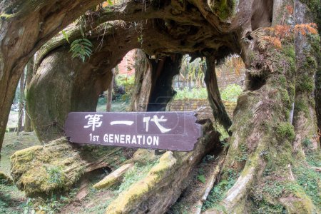 Photo for Alishan, Taiwan- 7 Dec, 2022: The famous three generations of trees in Alishan National Forest Recreation Area in Taiwan. It refers to the wonders formed by an old tree of the same tree for three generations - Royalty Free Image