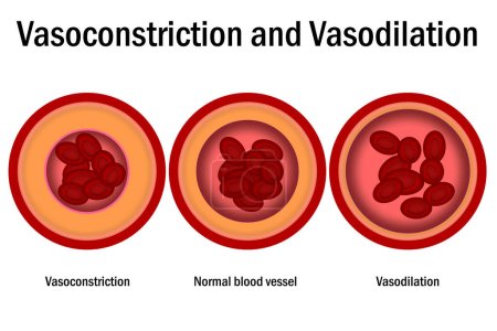 Comparison of normal, vasoconstriction and vasodilation blood vessels with cross section of arteries, 3d rende