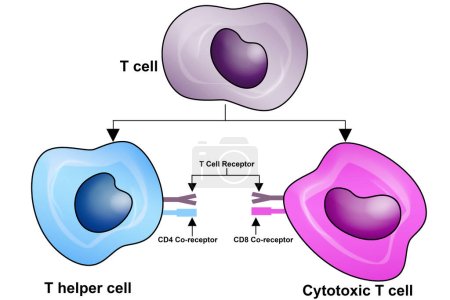 T-Zelle, Helfer-T-Zelle und zytotoxische T-Zelle, CD-Antigen-Typen, CD4 und CD8, 3D-Rendering