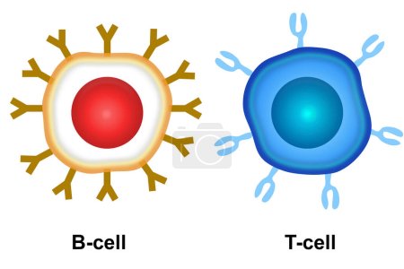 Cellule du système immunitaire adaptatif, rendu 3d