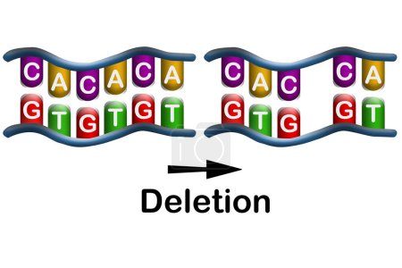 Téléchargez les photos : Mutation de délétion, la perte d'un ou plusieurs nucléotides d'un segment d'ADN, rendu 3d - en image libre de droit