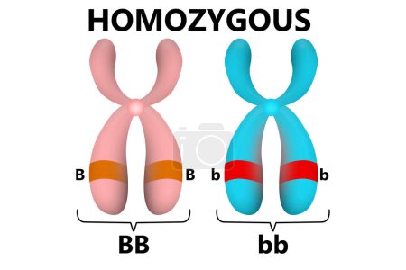 Photo for Homozygous parent gene in chromosomes, 3d rendering - Royalty Free Image