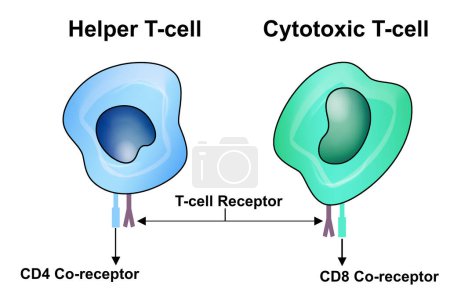 Foto de Células T, células T auxiliares y células T citotóxicas, renderizado 3d - Imagen libre de derechos