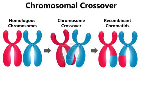 Photo for Diagram of chromosomal crossover isolated, 3d rendering - Royalty Free Image
