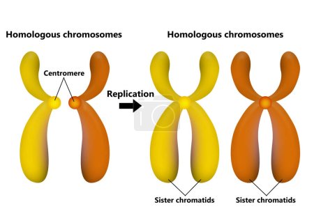 Photo for Pair of Chromosomal Crossover and replication process, 3d rendering - Royalty Free Image