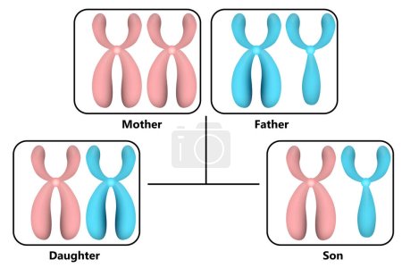 Scheme how X and Y chromosomes are passed on, 3d rendering