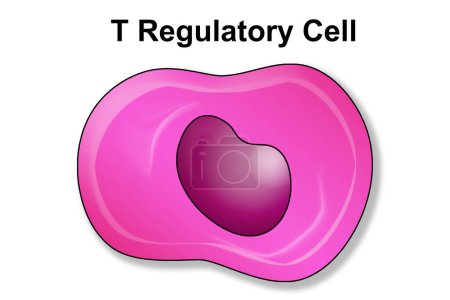 Téléchargez les photos : T cellule régulatrice ou lymphocyte du système immunitaire, rendu 3d - en image libre de droit