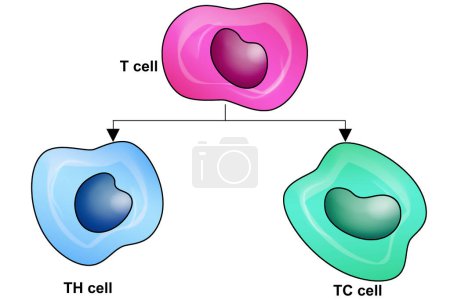 Téléchargez les photos : Cellules lymphoïdes de type T avec cellule cytotoxique et helper t, rendu 3d - en image libre de droit