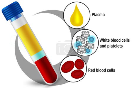 Blood components of red blood cells, white blood cells, platelets and plasma, 3d rendering
