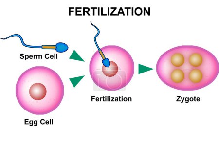 Photo for Fertilization process with sperm, egg and zygote, 3d rendering - Royalty Free Image