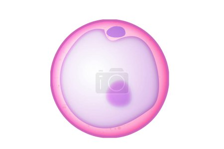 Photo for Oocyte as an immature egg, 3d rendering - Royalty Free Image