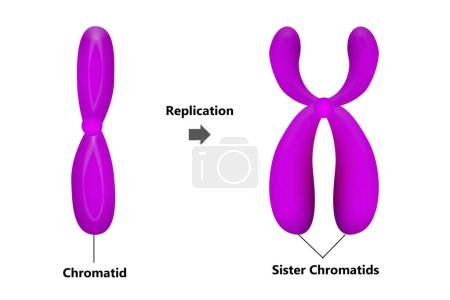 Téléchargez les photos : Réplication chromosomique pendant l'interphase, rendu 3d - en image libre de droit