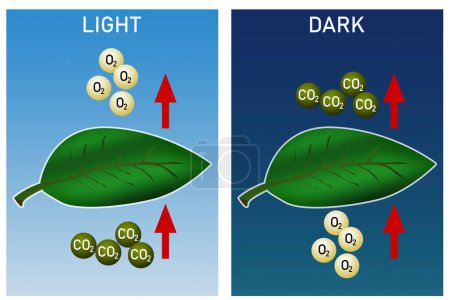 Téléchargez les photos : Diagramme de photosynthèse de jour et de nuit, rendu 3d - en image libre de droit