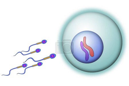 Photo for Sperm cells reaching an ovum, 3d rendering - Royalty Free Image