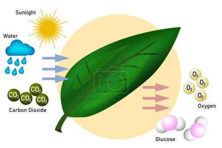 Photo for Diagram of Photosynthesis for biology and life science education, 3d rendering - Royalty Free Image