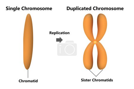 Téléchargez les photos : Chromosomes non dupliqués et dupliqués isolés, rendu 3d - en image libre de droit