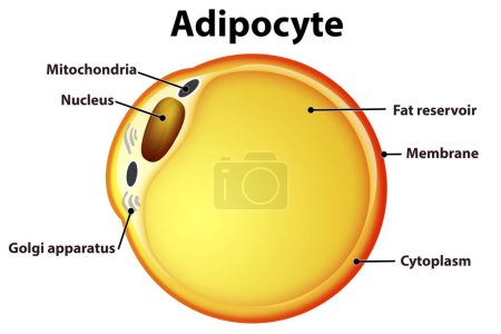 Foto de Células grasas de tejido adiposo blanco. Adipocyte, representación 3d - Imagen libre de derechos