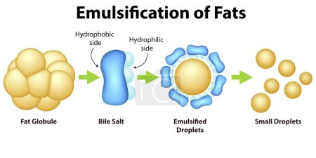 Emulsificación del proceso de las grasas, representación 3d