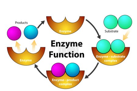 Enzyme function cycle diagram isolated, 3d rendering