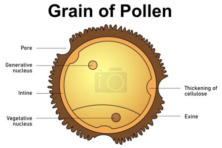 Foto de Grano de anatomía del polen aislado, renderizado 3d - Imagen libre de derechos