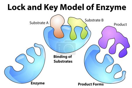 Téléchargez les photos : Verrouillage et modèle clé de l'enzyme, rendu 3d - en image libre de droit