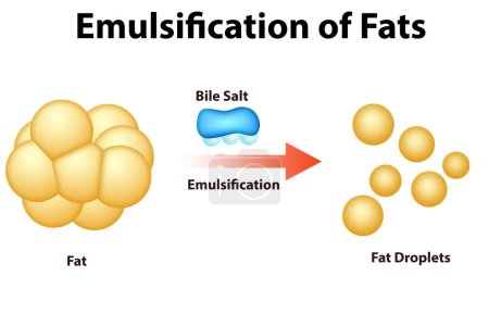 Téléchargez les photos : Émulsification des graisses et digestion des graisses, rendu 3d - en image libre de droit