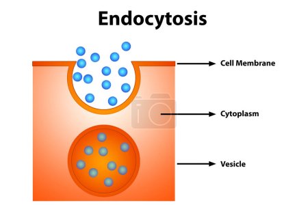 Foto de Diagrama de endocitosis. La endocitosis es un proceso celular en el que se introducen sustancias en la célula, renderizado en 3D - Imagen libre de derechos