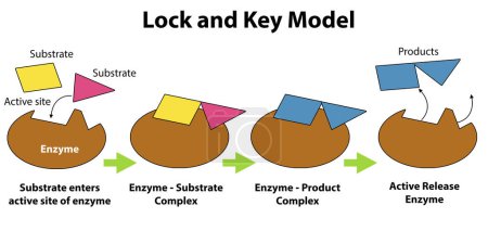 Téléchargez les photos : Verrouillage et modèle clé de catalyse enzymatique, rendu 3d - en image libre de droit