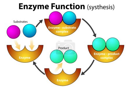 Téléchargez les photos : Fonction enzymatique pour le processus de synthèse, rendu 3d - en image libre de droit