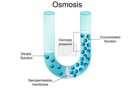 Osmosis process Solvent passing through the semipermeable membrane, 3d rendering