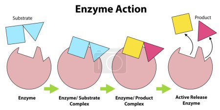 Schema der Enzymaktion auf einem Substrat, 3D-Rendering