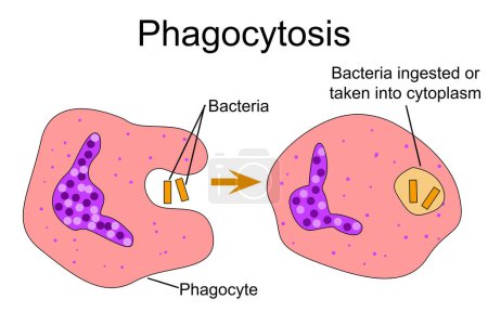 Foto de Fagocitosis, que engulle partículas extrañas por glóbulos blancos, representación 3d - Imagen libre de derechos