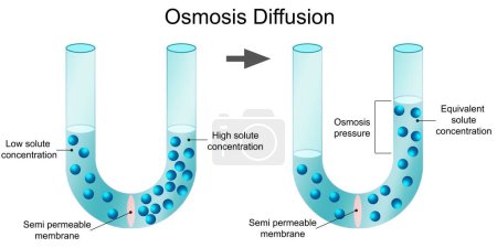 Osmosis diffusion process isolated diagram, 3d rendering