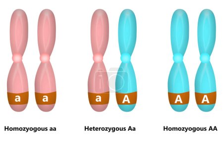 Foto de Diseño científico de cromosomas homocigotos y heterocigotos, representación 3d - Imagen libre de derechos