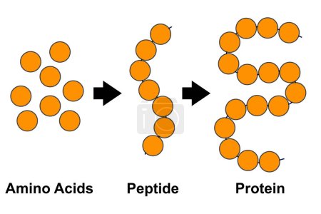 Foto de Estructura bioquímica de aminoácidos, péptidos y proteínas modelo molecular, renderizado 3d - Imagen libre de derechos