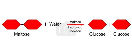 Téléchargez les photos : Réaction hydrolytique du maltose au glucose, rendu 3d - en image libre de droit