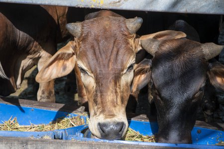 Téléchargez les photos : Troupeau de vaches mangeant du foin dans une étable dans une ferme laitière. - en image libre de droit