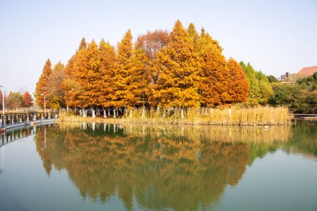 Belle vue sur le parc écologique des zones humides de Bacheng pendant la session d'automne. Il se trouve sur la rive est du lac Yangcheng à Suzhou, en Chine.