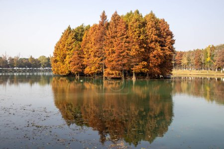 Vue du parc écologique des zones humides de Bacheng à Suzhou, en Chine, pendant la session d'automne.