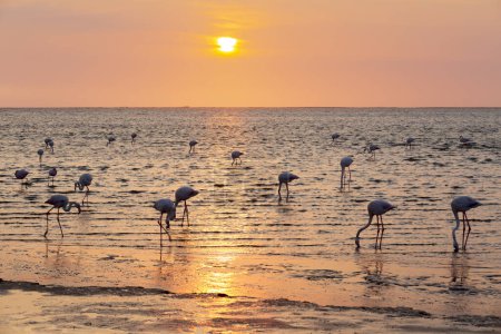 Foto de Flamingo en la playa, costa atlántica de Namibia - Imagen libre de derechos