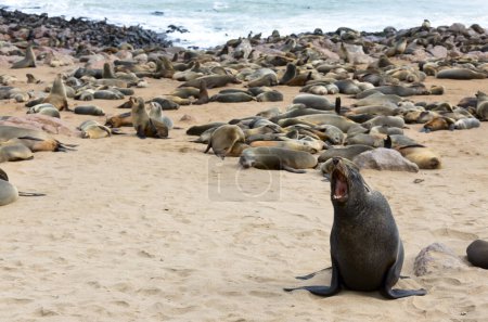 Photo for Cape Cross Seal Reserve in the South Atlantic in the Skeleton Coast, Namib desert, western Namibia. Home to one of the largest colonies of Cape fur seals in the world. - Royalty Free Image