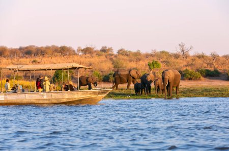 Foto de Los turistas observan elefantes en el borde del Parque Nacional Chobe, Botswana, África - Imagen libre de derechos