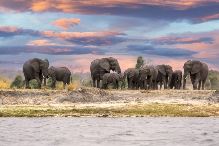 Foto de Esta puesta de sol fantástica pintó esta manada de elefantes que vinieron a secar a lo largo del río Chobe en colores naranja profundos; esto es africano en su mejor momento. - Imagen libre de derechos