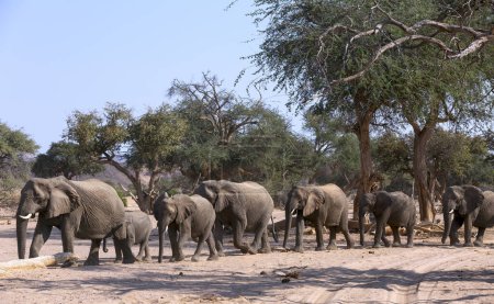 Foto de Elefante africano (Loxodonta africana), manada de elefantes adaptada al desierto con terneros, caminando en lecho seco del río, desierto de Hoanib, Kaokoland, Namibia. - Imagen libre de derechos
